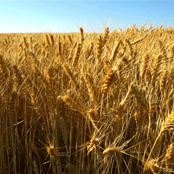 A field of golden wheat grains
